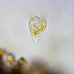 Strobilidium caudatum
