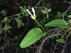 Ipomoea lapathifolia image