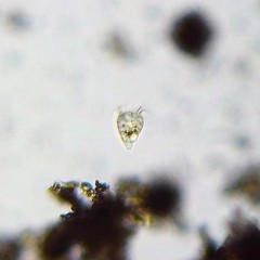 Strobilidium caudatum