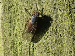 Lispocephala brachialis