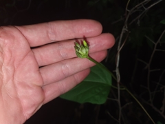 Ipomoea lapathifolia image