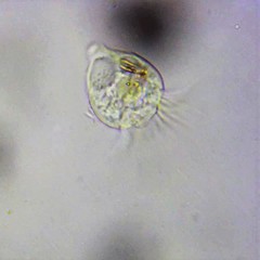Strobilidium caudatum