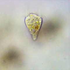 Strobilidium caudatum