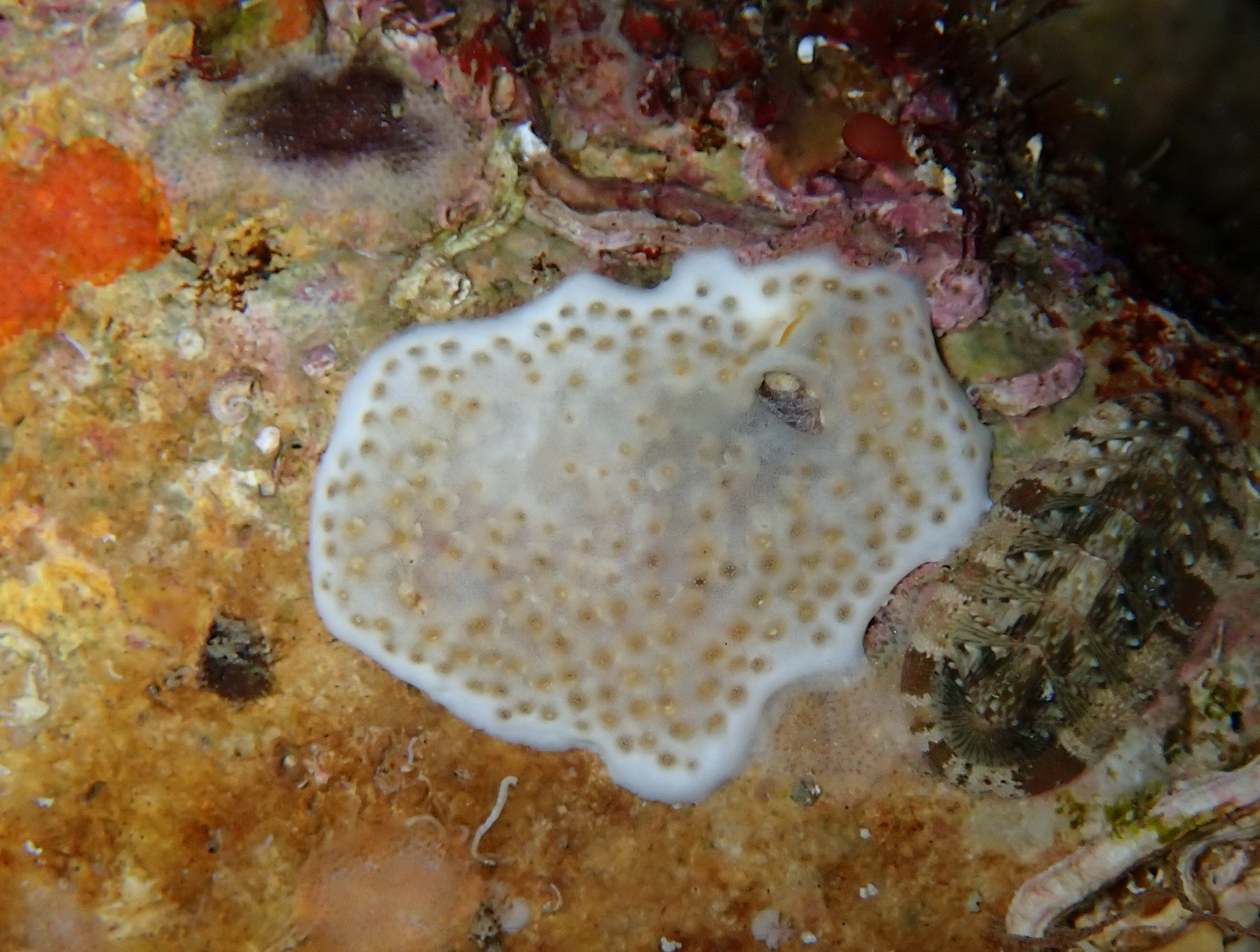 Lissoclinum weigelei Lafargue, 1968