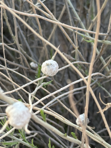 Unknown species found near Grand County, US-UT, US