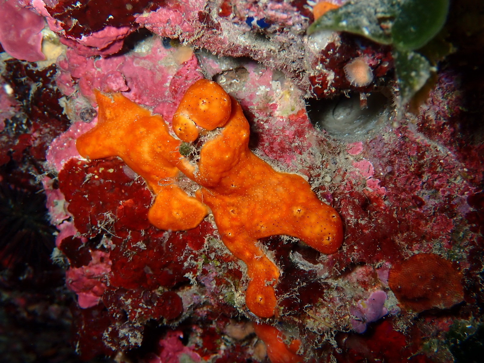Polysyncraton lacazei (Giard, 1872)