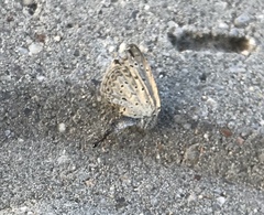Tetramorium sericeiventre