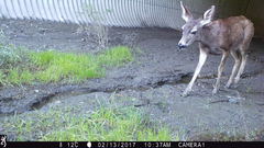 Odocoileus hemionus