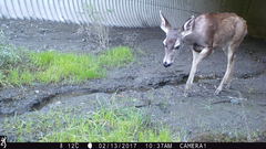 Odocoileus hemionus