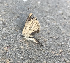 Tetramorium sericeiventre