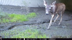 Odocoileus hemionus
