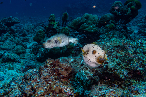 Arothron nigropunctatus