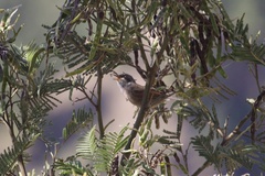 Curruca conspicillata