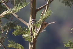 Curruca conspicillata