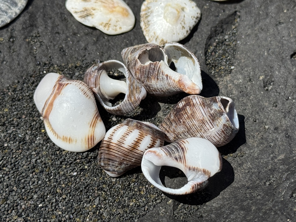 Gemophos viverratoides