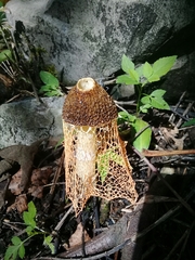 Phallus haitangensis