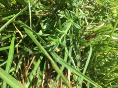 Galium mexicanum