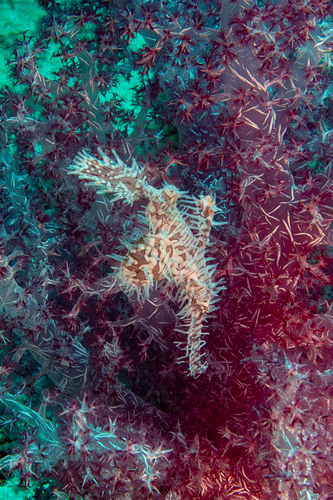 Solenostomus paradoxus