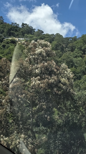 Foto de imbuia