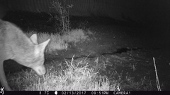Canis latrans