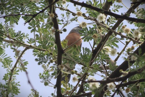 Grey-headed Silverbill (Spermestes griseicapilla), photo 5