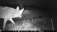 Canis latrans