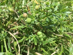 Galium mexicanum