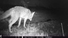 Canis latrans