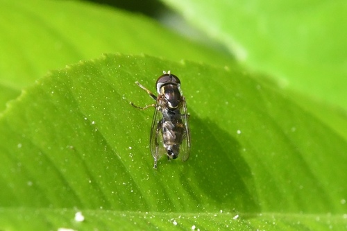 Unknown species found near 33rd St, East Sac, CA, USA