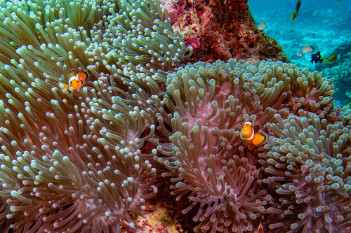 Amphiprion ocellaris
