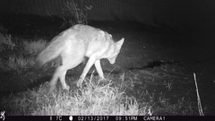 Canis latrans