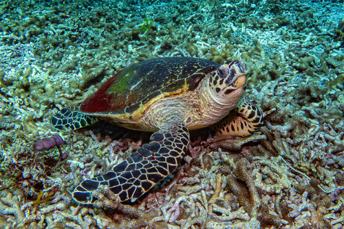 Hawksbill Sea Turtle — seen at this dive site