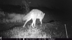 Canis latrans