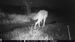 Canis latrans