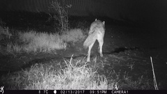 Canis latrans
