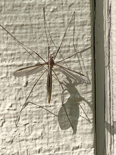 Unknown species found near Winding Way, Fair Oaks, CA, US