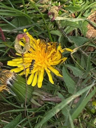 Unknown species found near Scenic Hwy, Lookout Mountain, GA, US