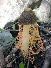 Phallus haitangensis