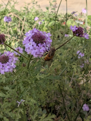 Unknown species found near La Jolla, San Diego, CA, USA