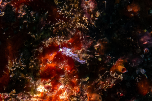 Pteraeolidia semperi