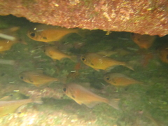 Pempheris adspersa