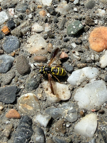 Unknown species found near Butte County, US-CA, US