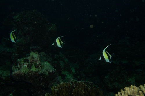 Zanclus cornutus