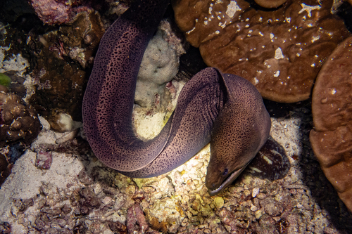Gymnothorax javanicus