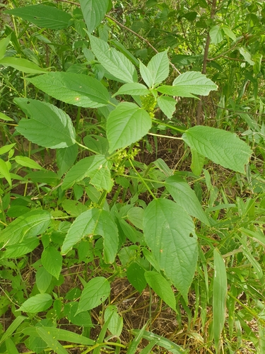 Acalypha ciliata image