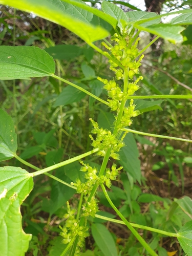 Acalypha ciliata image