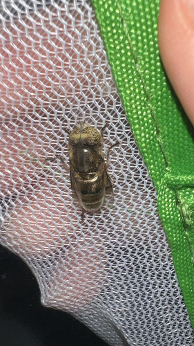 Unknown species found near 5th Ave, New York, NY, US