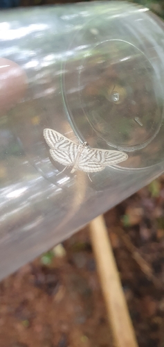 Spilomela pantheralis