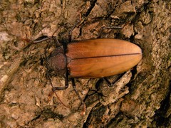 Ialyssus tuberculatus