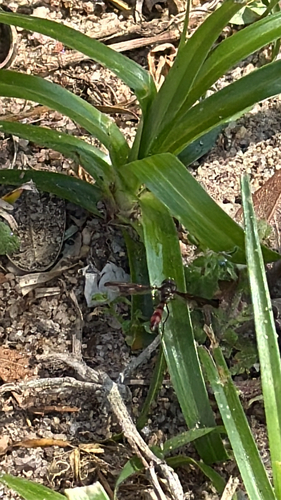 Unknown species found near Viking Rd, Pensacola, FL, US